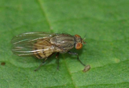 Réf. 246 686 : Minettia sp.